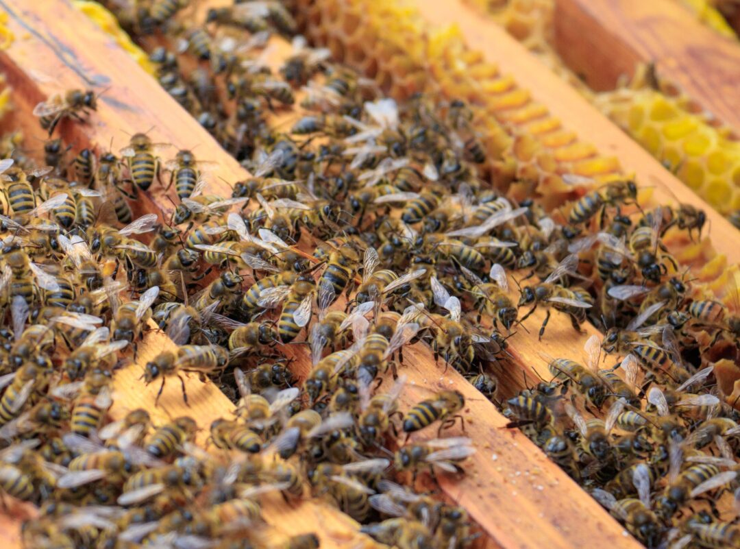 A closeup of honeybees on a beehive under the sunlight - agricultural concept